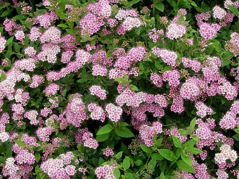 Putri Spirea Little - semak cantik untuk laman web ini.