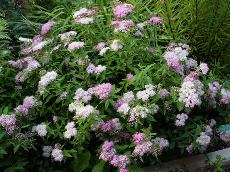 Spirea Shiroban - ciri berbunga