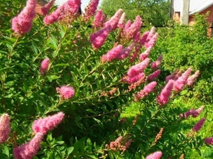 Willow spirea adalah pokok renek yang sangat menarik untuk taman