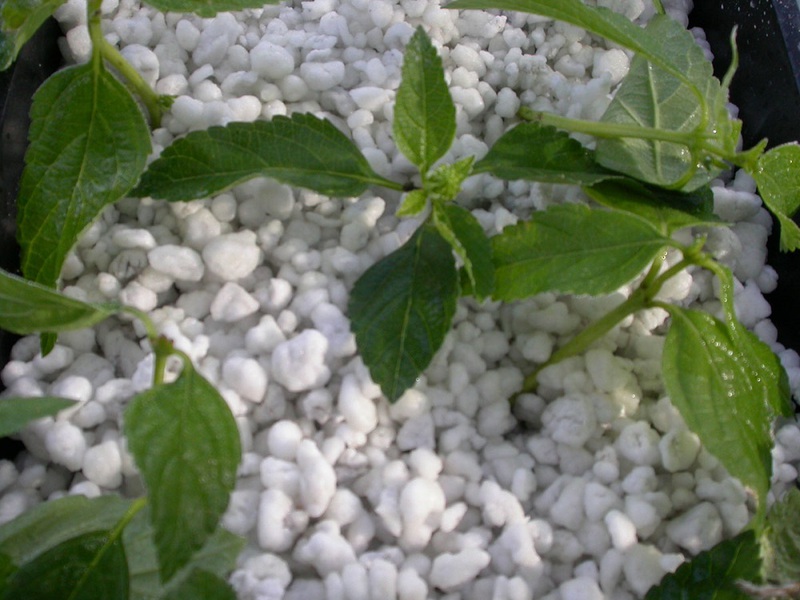 Cara menggunakan perlite dalam berkebun