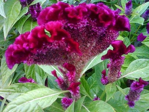 Penjagaan bunga Celosia