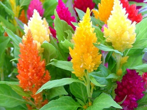 Spesies tumbuhan Celosia