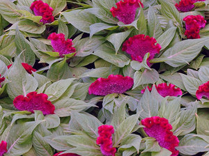 Celosia keperakan