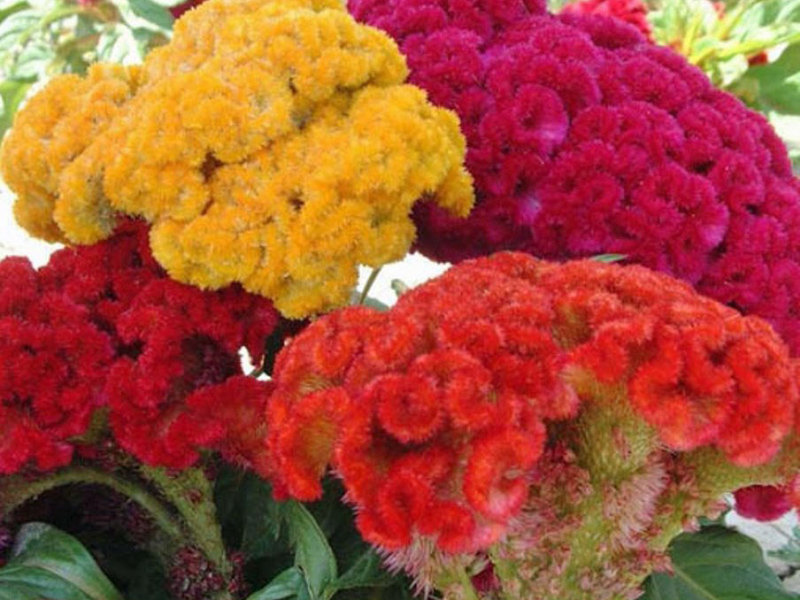 Cara menanam celosia