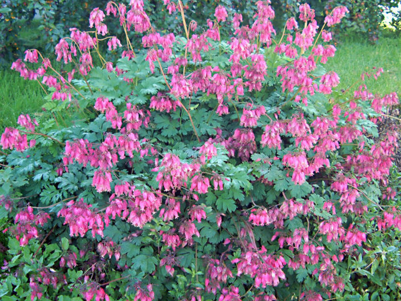 Belukar berbunga dicentra