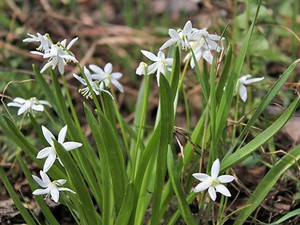 Tengking putih sering keliru disebut snowdrop.