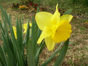 Daffodil kuning adalah bunga yang indah.