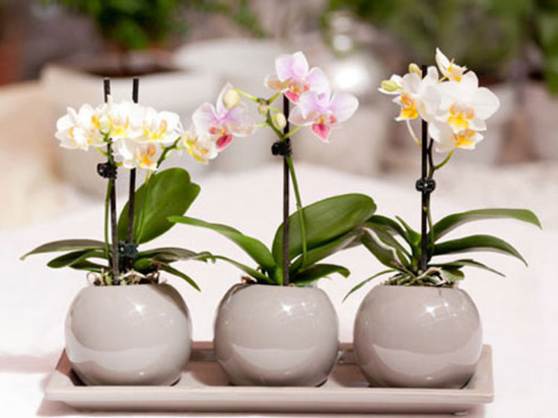 Phalaenopsis orkid - pembiakan oleh kanak-kanak