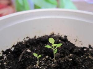 Tumbuh buddleya dari biji bermula dengan percambahan.