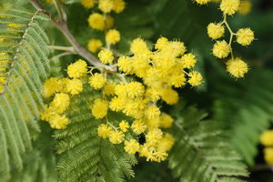 Tumbuhan Mimosa