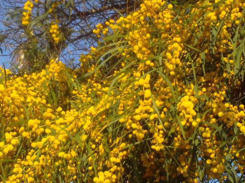 Belukar mimosa kuning