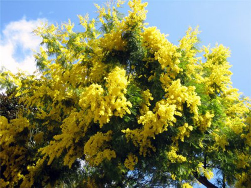 Cara menanam mimosa