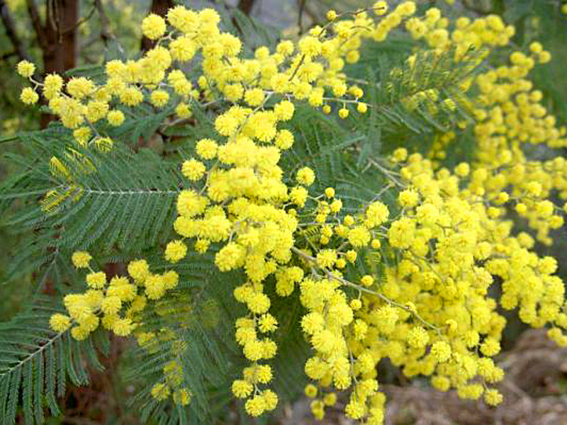 Bunga Mimosa