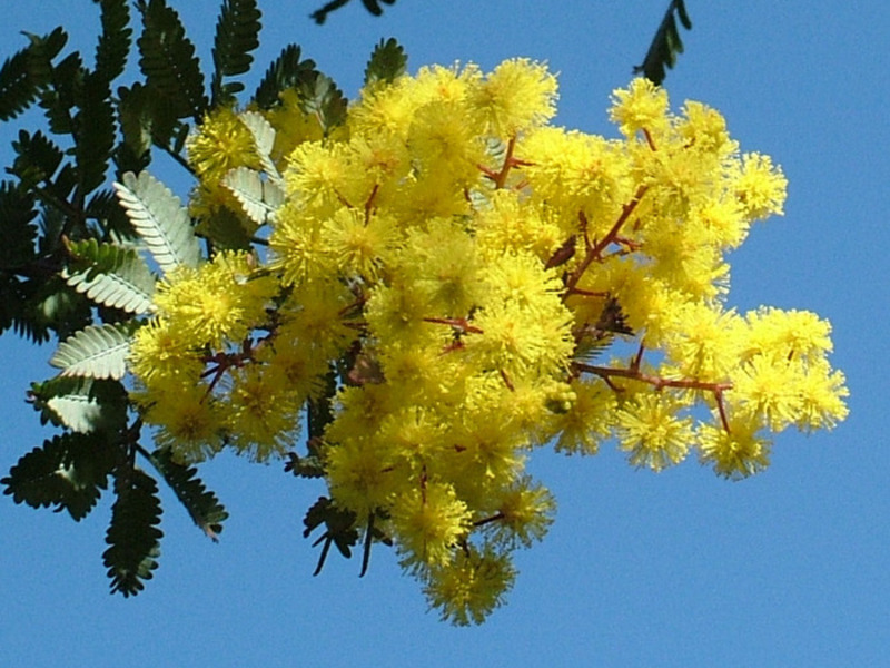 Kaedah penanaman Mimosa