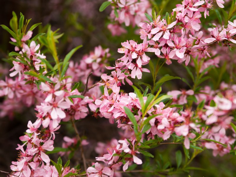 Cara menjaga semak almond