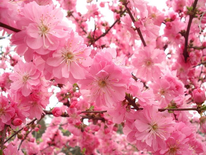 Penerangan tentang almond bush