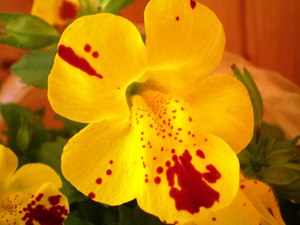 Mimulus bunga rumah