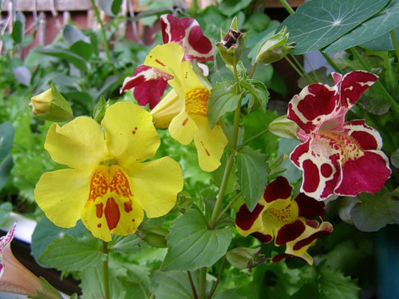 Menanam dan merawat mimulus