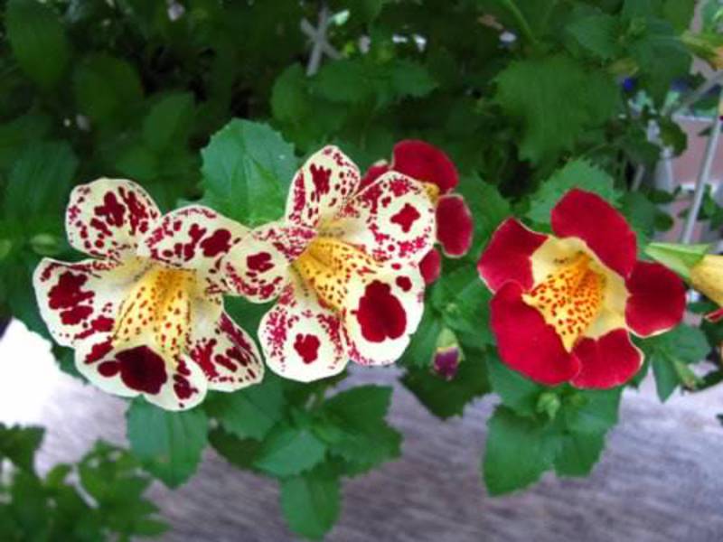 Jenis-jenis mimulus