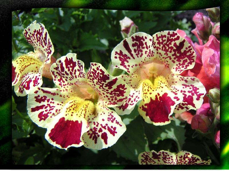 Tumbuh mimulus dari biji