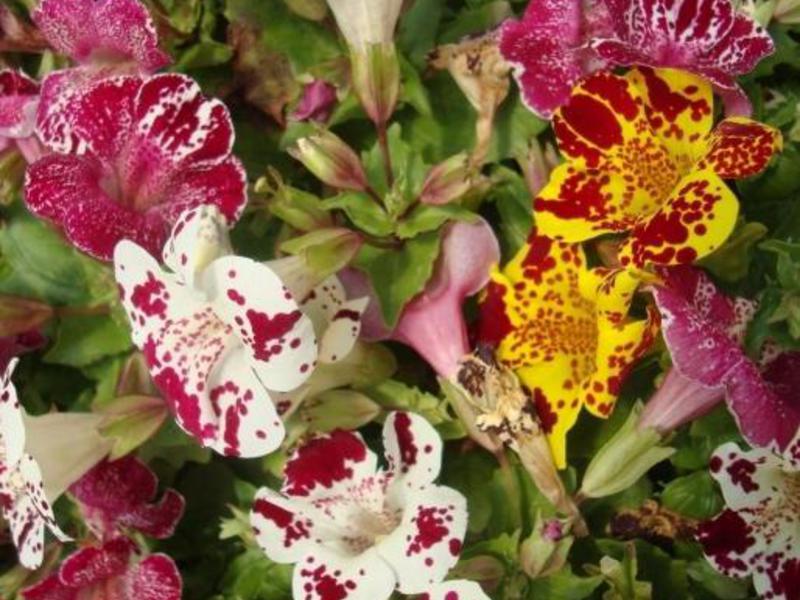 Cara menanam bunga mimulus