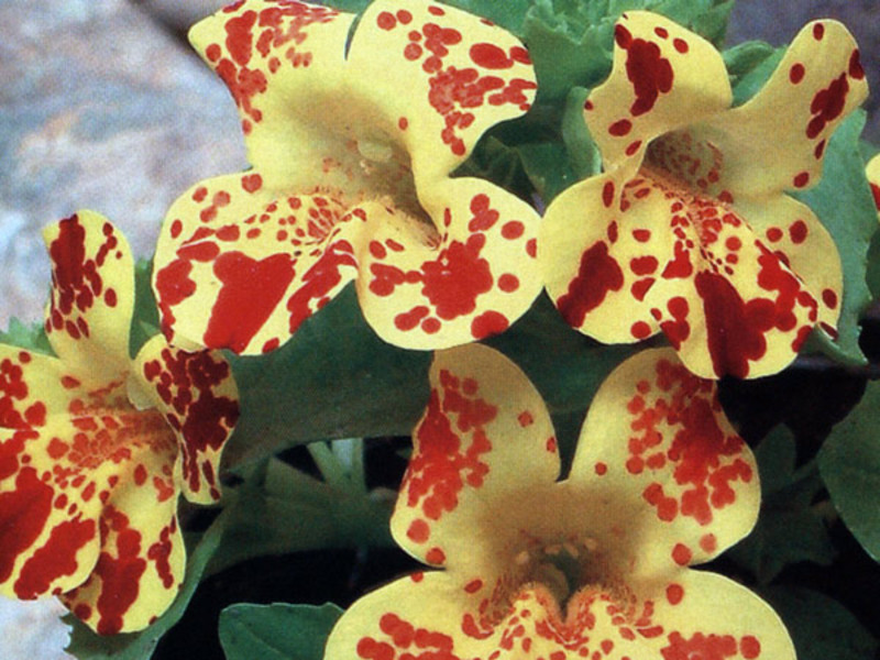 Tumbuh mimulus dari biji