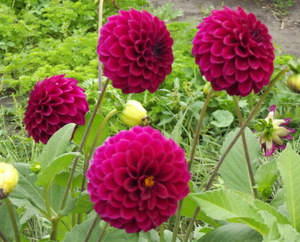 Aster tahunan merah - fotografi bunga.