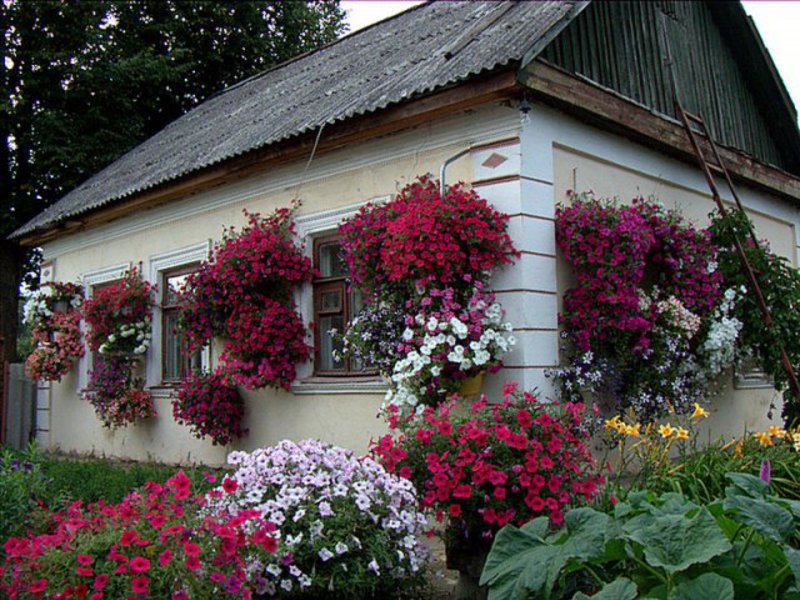 Rumah dan plot dapat dihiasi dengan bunga petunia