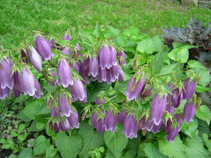 Jelatang Bellflower