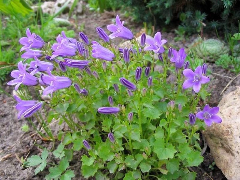 Jelatang Bellflower