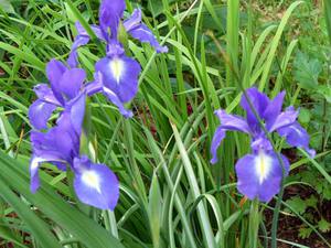 Penjagaan iris Belanda