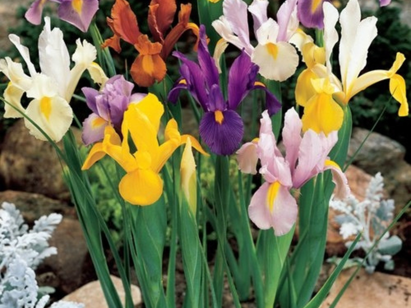 Umbi iris Belanda