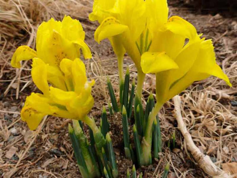 Iris Belanda di taman