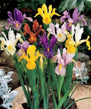 Iris Belanda