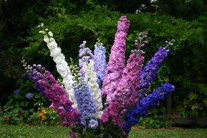 Kami menanam delphinium di laman web ini