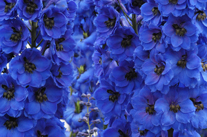 Penanaman dan penjagaan Delphinium