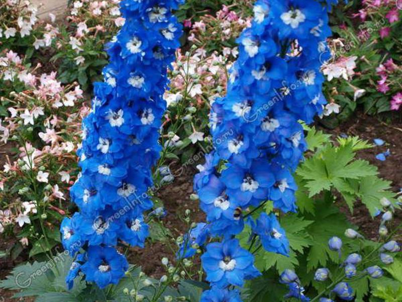 Varieti terbaik delphinium perennial