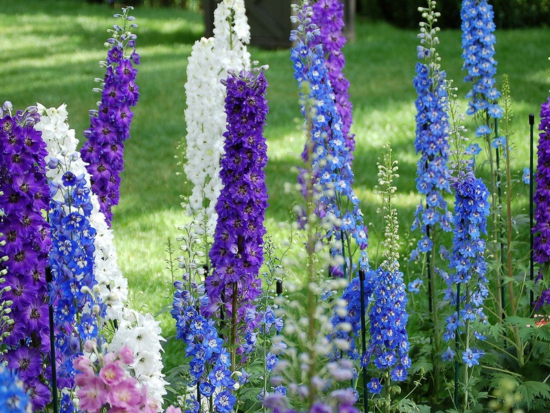 Cara merawat delphinium abadi