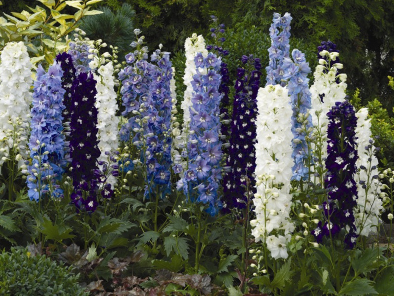 Delphinium bunga taman