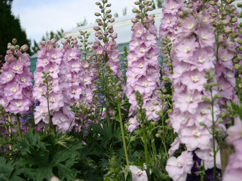 Penanaman dan penjagaan Delphinium