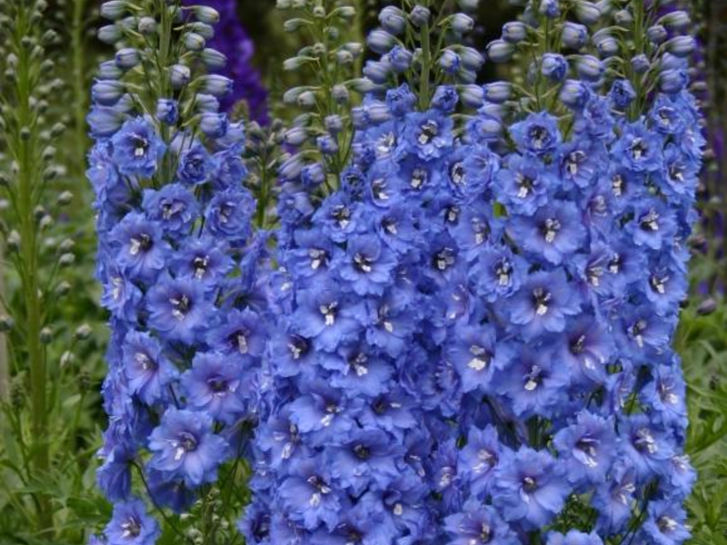 Delphinium di bunga.