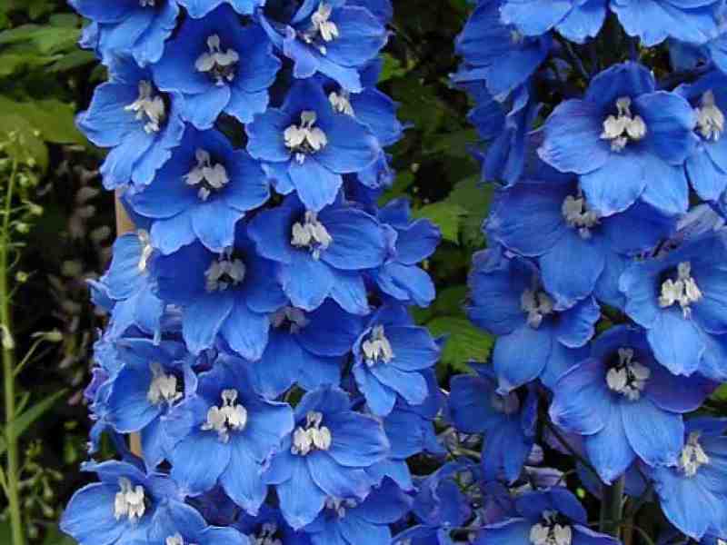 Seperti apa rupa delphinium