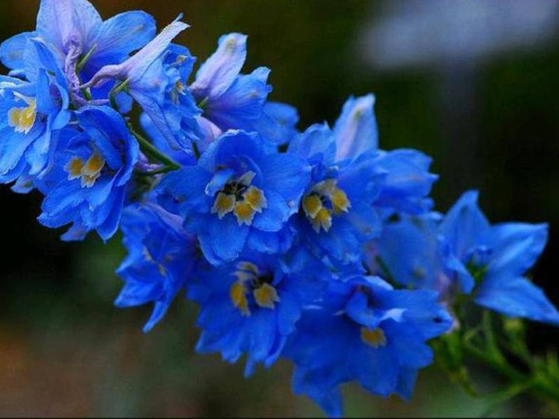 Penerangan mengenai delphinium