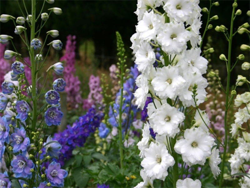 Bagaimana delphinium tumbuh