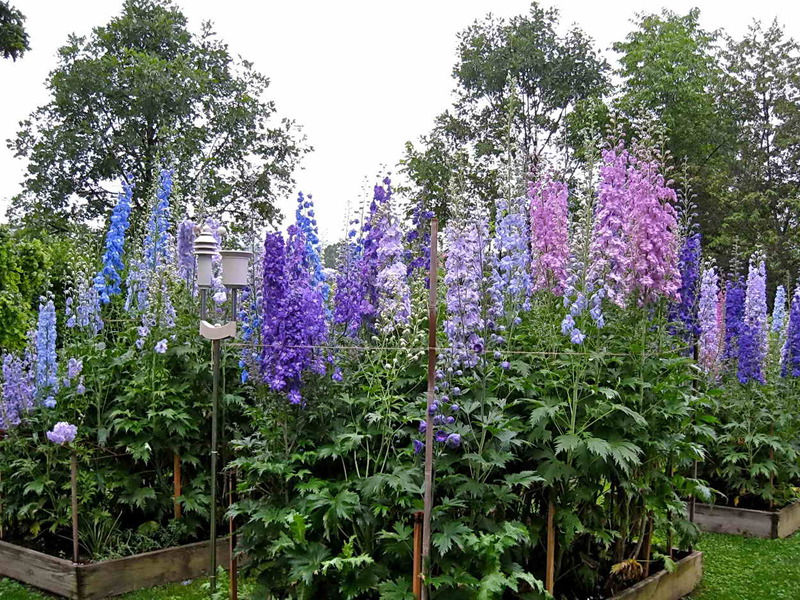 Delphinium - bunga peri