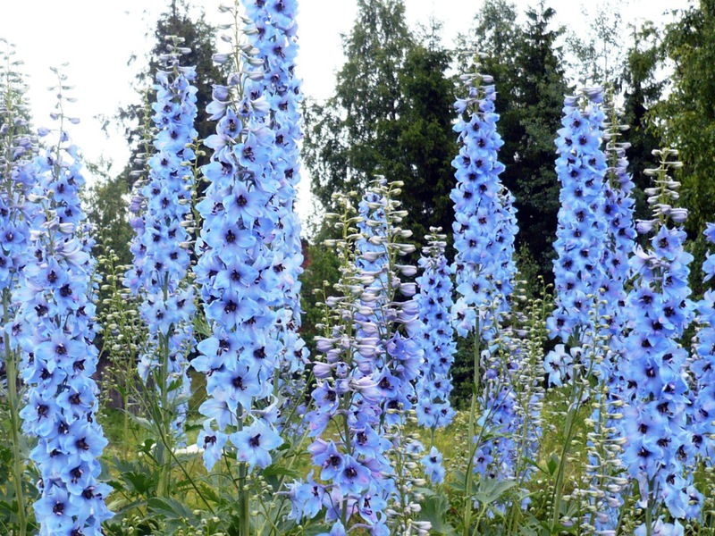 Cara merawat delphinium dengan betul