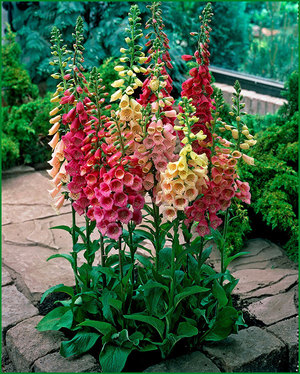 Foxglove di tanah adalah katil bunga yang indah.