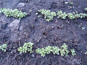 Tumbuhan Foxglove di tanah - bunga boleh ditanam secara langsung dari biji.