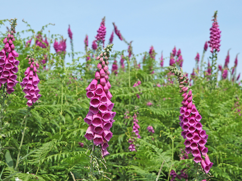 Foxglove merah ditunjukkan dalam foto