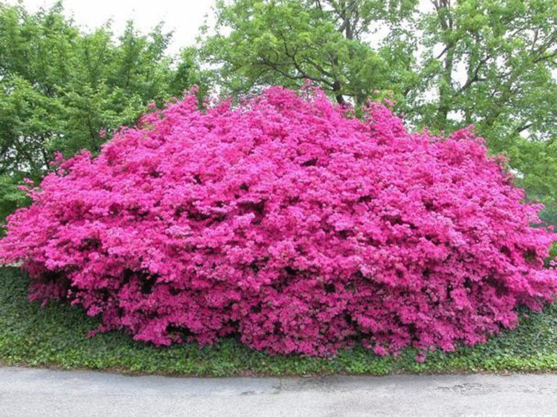 Wilson's Buddleya ditutup sepenuhnya dengan bunga.